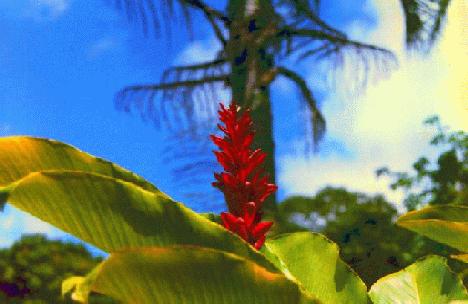 flora101.JPG - 24.0 K