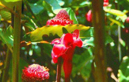 flora201.JPG - 25.3 K