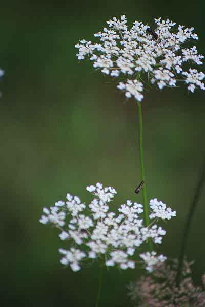 flower1.jpg - 21.8 K