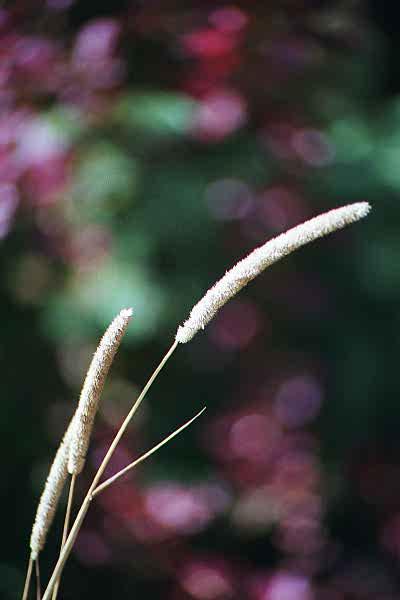 flower2.jpg - 15.7 K