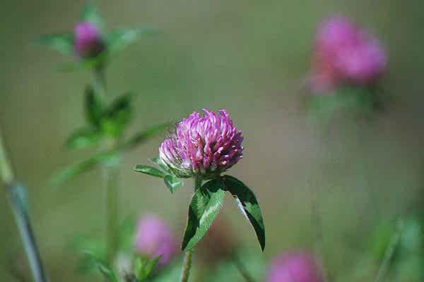 flower3.jpg - 12.9 K