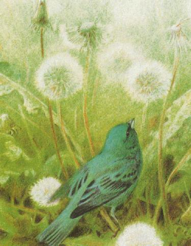 songbird.jpg - 33.0 K